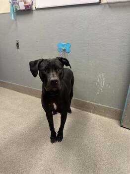 NADIA -  Mastiff Dog for Adoption in Las Vegas, Nevada - NADIA | PetCurious