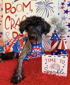 Stella -  Poodle Dog for Adoption in Arlington, Virginia - Stella | PetCurious