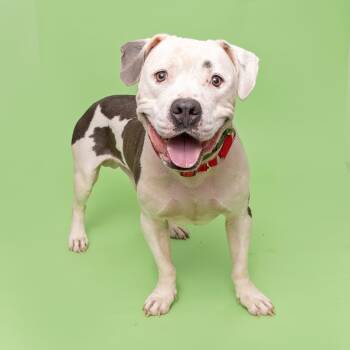Rescue Pit Bull Terrier Dogs for Adoption in Franklin, Tennessee - Champ | PetCurious
