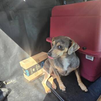 Miniature Pinscher and Dachshund Dogs Available for Adoption in Helena, Alabama - Reece | PetCurious