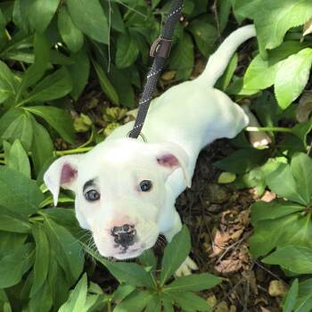 Mixed Breed Dogs Available for Adoption in Greensboro, North Carolina - Pistachio | PetCurious