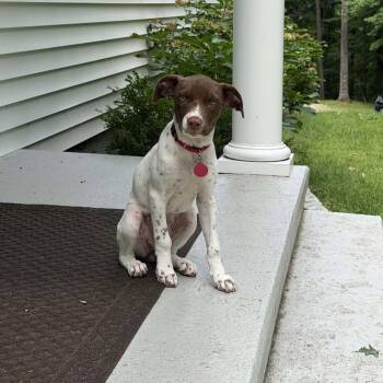 Annie -  English Springer Spaniel and Doberman Pinscher Dog for Adoption in Chatham, New Jersey - Annie | PetCurious
