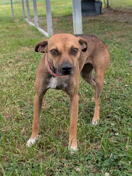 Foxy -  Smooth Fox Terrier Dog for Adoption in Lewisburg, Tennessee - Foxy | PetCurious