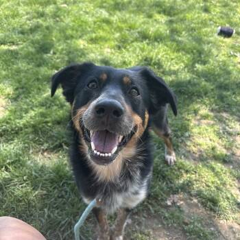 Mixed Breed Dogs Available for Adoption in Myerstown, Pennsylvania - Belina | PetCurious