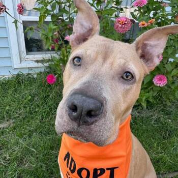 Juniper -  Mixed Breed Dog for Adoption in Normal, Illinois - Juniper | PetCurious
