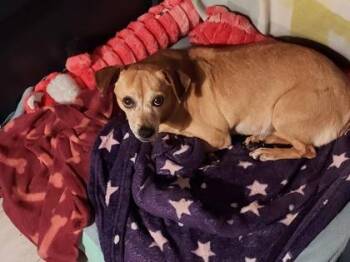 Hurdy Gurdy -  Chihuahua and Mixed Breed Dog for Adoption in Fort Worth, Texas - Hurdy Gurdy | PetCurious