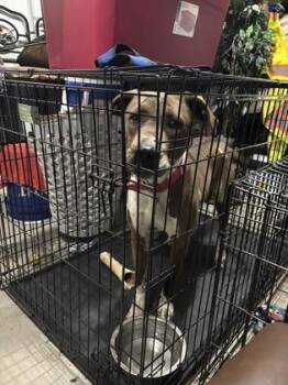 Achillies -  Pit Bull Terrier and Mixed Breed Dog for Adoption in El Paso, Texas - Achillies | PetCurious