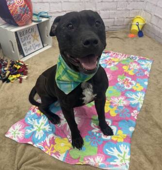 Monson -  Mixed Breed Dog for Adoption in Detroit, Michigan - Monson | PetCurious