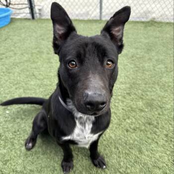 Rescue Black Labrador Retriever and Mixed Breed Dogs for Adoption in Hawthorne, California - Browser | PetCurious