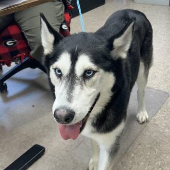 Remy -  Husky Dog for Adoption in Rossville, Georgia - Remy | PetCurious