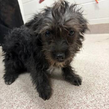 Terrier and Mixed Breed Dogs Available for Adoption in Ardmore, Oklahoma - Mary | PetCurious