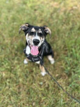 Australian Shepherd and Border Collie Dogs Available for Adoption in Spring Hill, Tennessee - Zeus | PetCurious