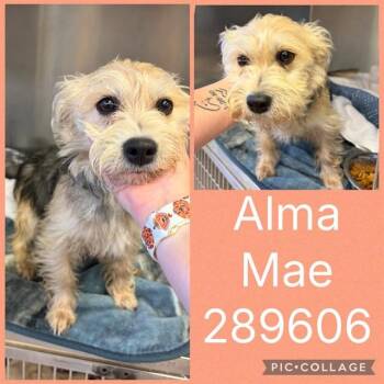 ALMA MAE -  Yorkshire Terrier and Mixed Breed Dog for Adoption in Macon, Georgia - ALMA MAE | PetCurious
