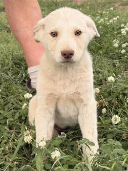 Shepherd and Husky Dogs Available for Adoption in Calera, Alabama - Rory | PetCurious