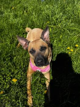 Shepherd and Mixed Breed Dogs Available for Adoption in Mineral Point, Wisconsin - Sadie | PetCurious