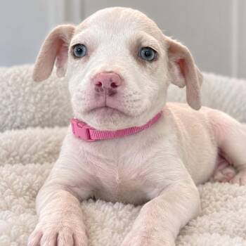 Rogue -  Australian Shepherd and Shepherd Dog for Adoption in Tampa, Florida - Rogue | PetCurious
