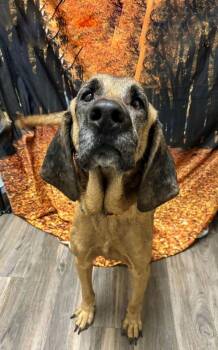 Rescue Bloodhound Dogs for Adoption in Brewster, New York - Moose The Magnificent | PetCurious