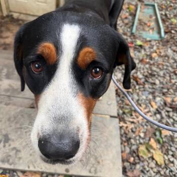 Jenny -  Greater Swiss Mountain Dog Dog for Adoption in West Chester, Pennsylvania - Jenny | PetCurious
