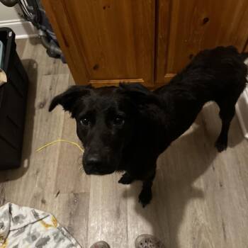 Indie -  Flat Coated Retriever and Mixed Breed Dog for Adoption in Baton Rouge, Louisiana - Indie | PetCurious