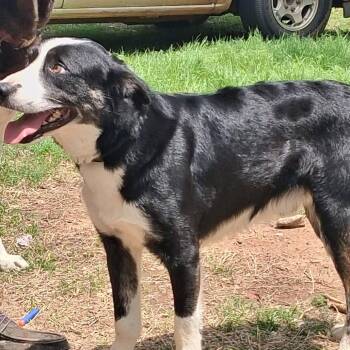 Collie and Mixed Breed Dogs Available for Adoption in Duncan, Oklahoma - Buster | PetCurious