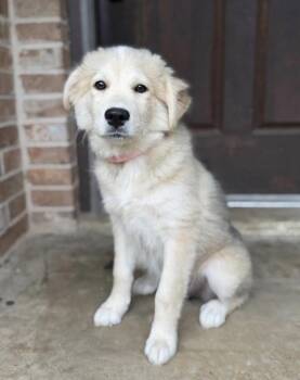 Lilly Grace Lonestar -  Great Pyrenees Dog for Adoption in Rockaway, New Jersey - Lilly Grace Lonestar | PetCurious