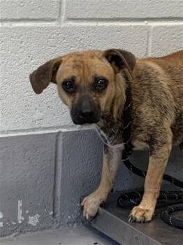 Chihuahua and Mixed Breed Dogs Available for Adoption in Corpus Christi, Texas - DENIM | PetCurious