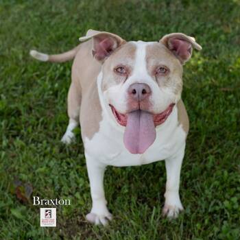 Rescue Pit Bull Terrier Dogs for Adoption in Ridgely, Maryland - Braxton | PetCurious