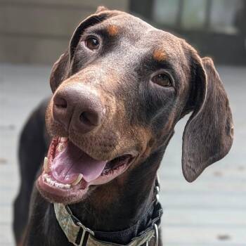 Asha -  Doberman Pinscher Dog for Adoption in Gonzales, Louisiana - Asha | PetCurious
