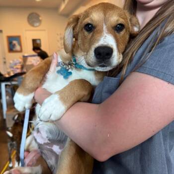Sniffy -  Mountain Cur and Mixed Breed Dog for Adoption in Chicago, Illinois - Sniffy | PetCurious