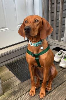 Available for Adoption - Ruby (IL, USA) -  Vizsla Dog for Adoption in Chelsea, Michigan - Available For Adoption - Ruby (IL, USA) | PetCurious