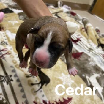 Rescue Beagle and Terrier Dogs for Adoption in Jacksboro, Tennessee - Cedar | PetCurious