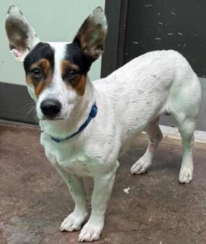 Rescue Mixed Breed Dogs for Adoption in Watertown, Wisconsin - Anthony | PetCurious