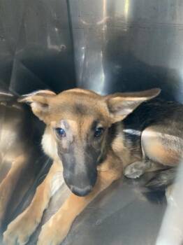 TIANA -  Mixed Breed Dog for Adoption in Dallas, Texas - TIANA | PetCurious