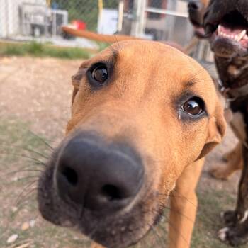 Mountain Cur Dogs Available for Adoption in Melbourne, Arkansas - Cody | PetCurious