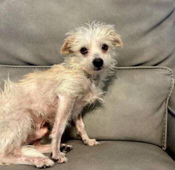 Tucker -  Terrier Dog for Adoption in Boulder, Colorado - Tucker | PetCurious