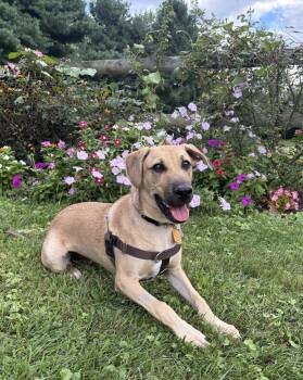 Charlie -  Hound Dog for Adoption in Doylestown, Pennsylvania - Charlie | PetCurious
