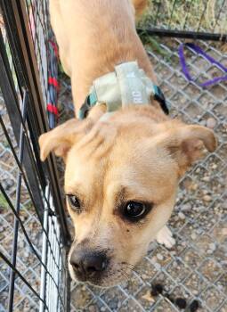 Hazel -  Pug Dog for Adoption in Billings, Montana - Hazel | PetCurious