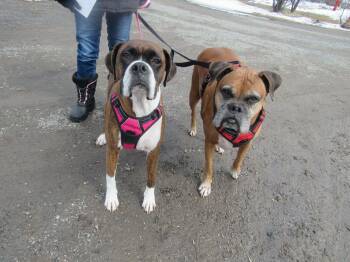 Boxer Dogs Available for Adoption in Brainerd, Minnesota - Ryleigh & Roscoe | PetCurious