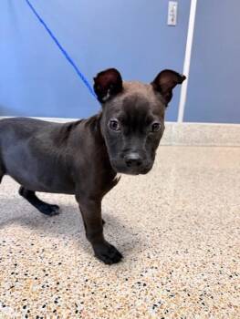 Pit Bull Terrier Dogs Available for Adoption in Doral, Florida - BELLA | PetCurious