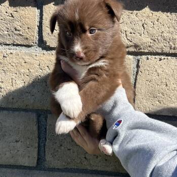 Bennito -  Labrador Retriever and German Shepherd Dog Dog for Adoption in Pasadena, California - Bennito | PetCurious