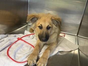 WINSTON -  German Shepherd Dog and Mixed Breed Dog for Adoption in Grand Prairie, Texas - WINSTON | PetCurious