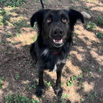 Rescue Labrador Retriever Dogs for Adoption in San Antonio, Texas - Obsidian | PetCurious