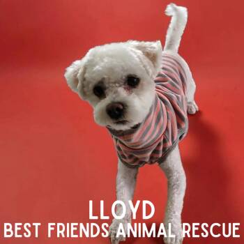 Lloyd -  Bichon Frise and Mixed Breed Dog for Adoption in Wasilla, Alaska - Lloyd | PetCurious