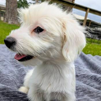 Terrier and Mixed Breed Dogs Available for Adoption in Houston, Texas - Tuli | PetCurious