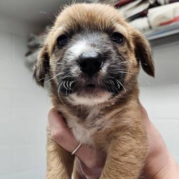 Mixed Breed Dogs Available for Adoption in Corpus Christi, Texas - Lily | PetCurious