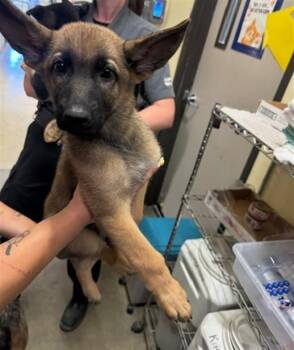 A142857 -  German Shepherd Dog Dog for Adoption in Burbank, California - A142857 | PetCurious