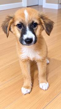 BRUNO -  Mixed Breed Dog for Adoption in Harlingen, Texas - BRUNO | PetCurious