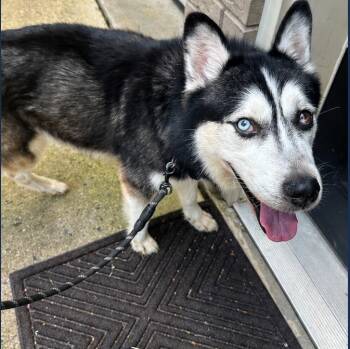 Ziggy-- courtesy listing -  Siberian Husky and Husky Dog for Adoption in Concord, North Carolina - Ziggy-- Courtesy Listing | PetCurious