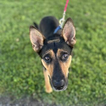 Riddle -  German Shepherd Dog and Australian Cattle Dog Blue Heeler Dog for Adoption in Glenwood Springs, Colorado - Riddle | PetCurious
