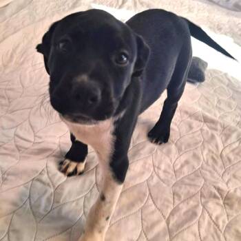 American Staffordshire Terrier and Mixed Breed Dogs Available for Adoption - Chilly | PetCurious